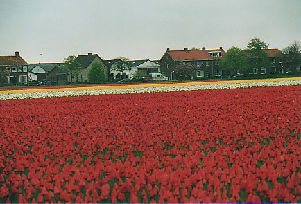 Tulip Field.jpg (52690 bytes)