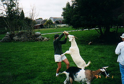 Charly Attacked by Goat.jpg (59813 bytes)