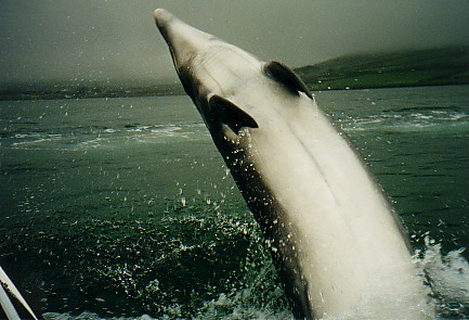 Dolphin Jumping Near Boat.jpg (47995 bytes)