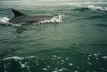 Dolphin Near Boat.jpg (51542 bytes)