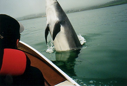 Dolphin Out of Water Near Boat.jpg (38998 bytes)