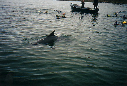 Dolphin Trip.jpg (53292 bytes)