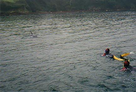 Dolphin Trip2.jpg (61939 bytes)